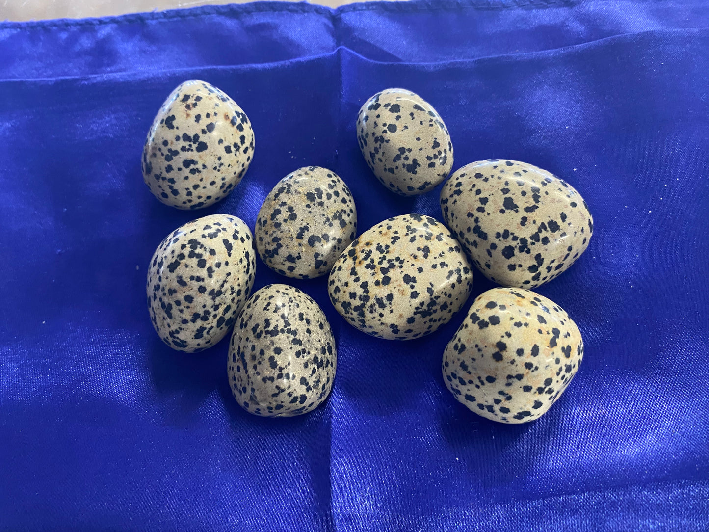 Dalmation Jasper (1)