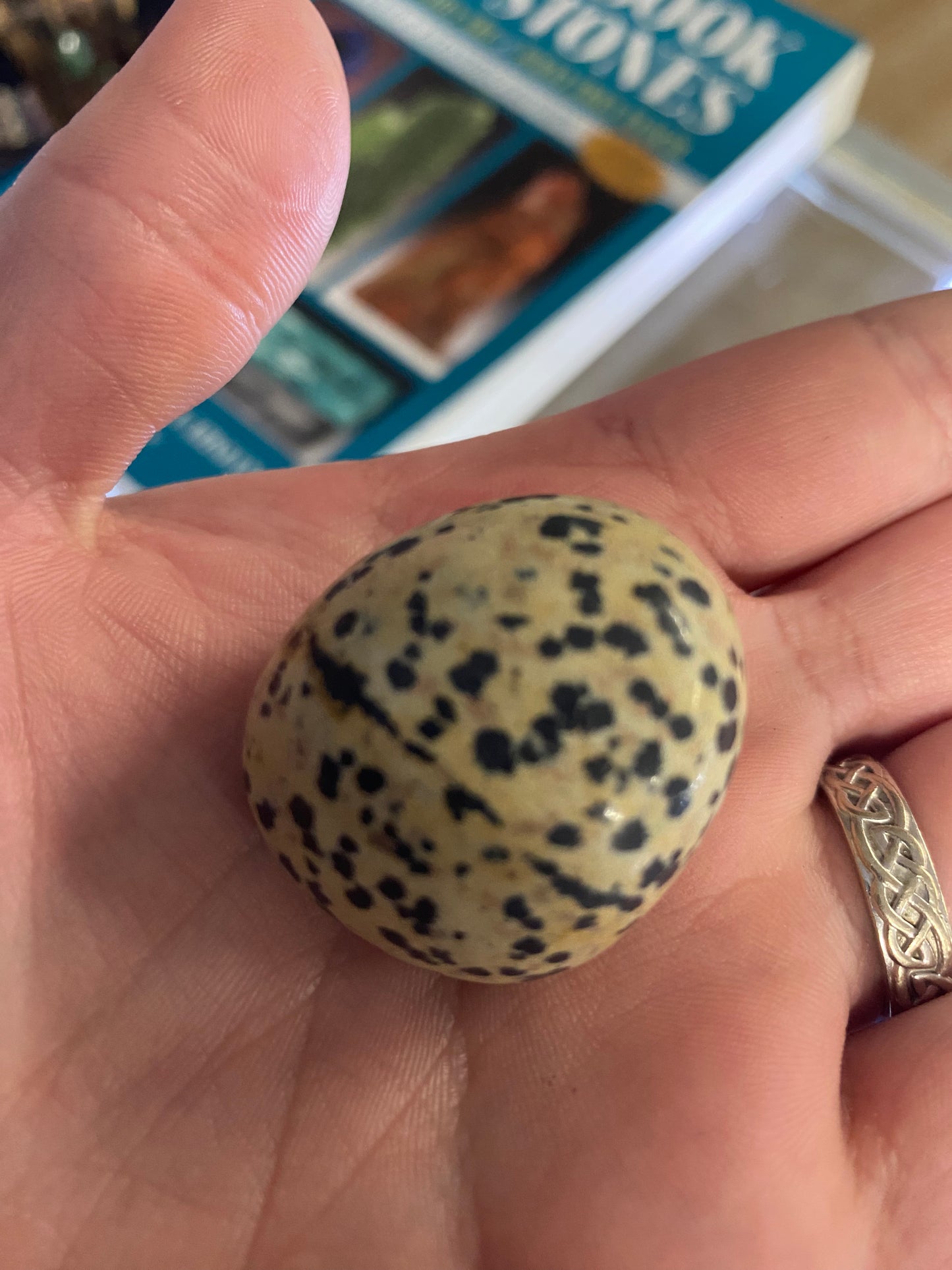 Dalmation Jasper (1)