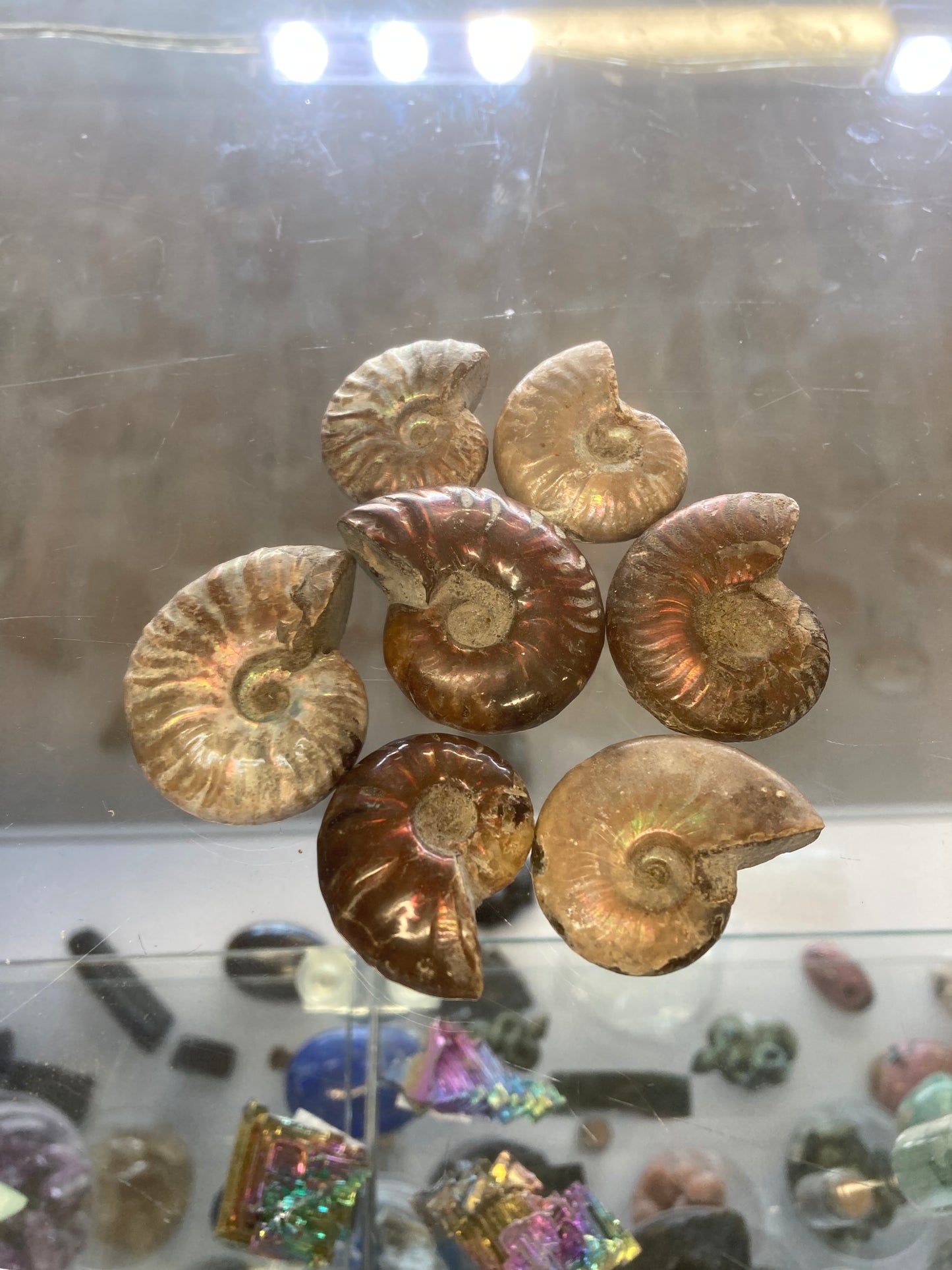 Ammonite Fossil (1) (Small)